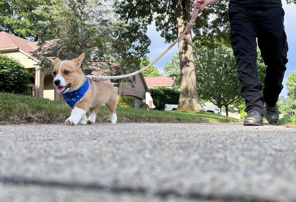A Young Entrepreneur walks their dog on the way into the office.